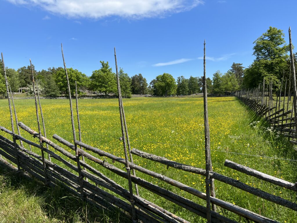 Fält med gula blommor på omgärdat av en gärdesgård