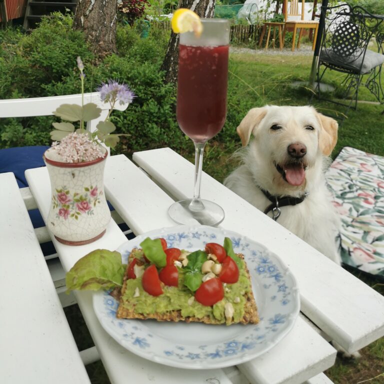 Smörgås, dricka och en hund