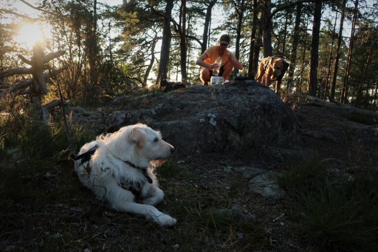 Två hundar och en människa i solnedgång i skogen