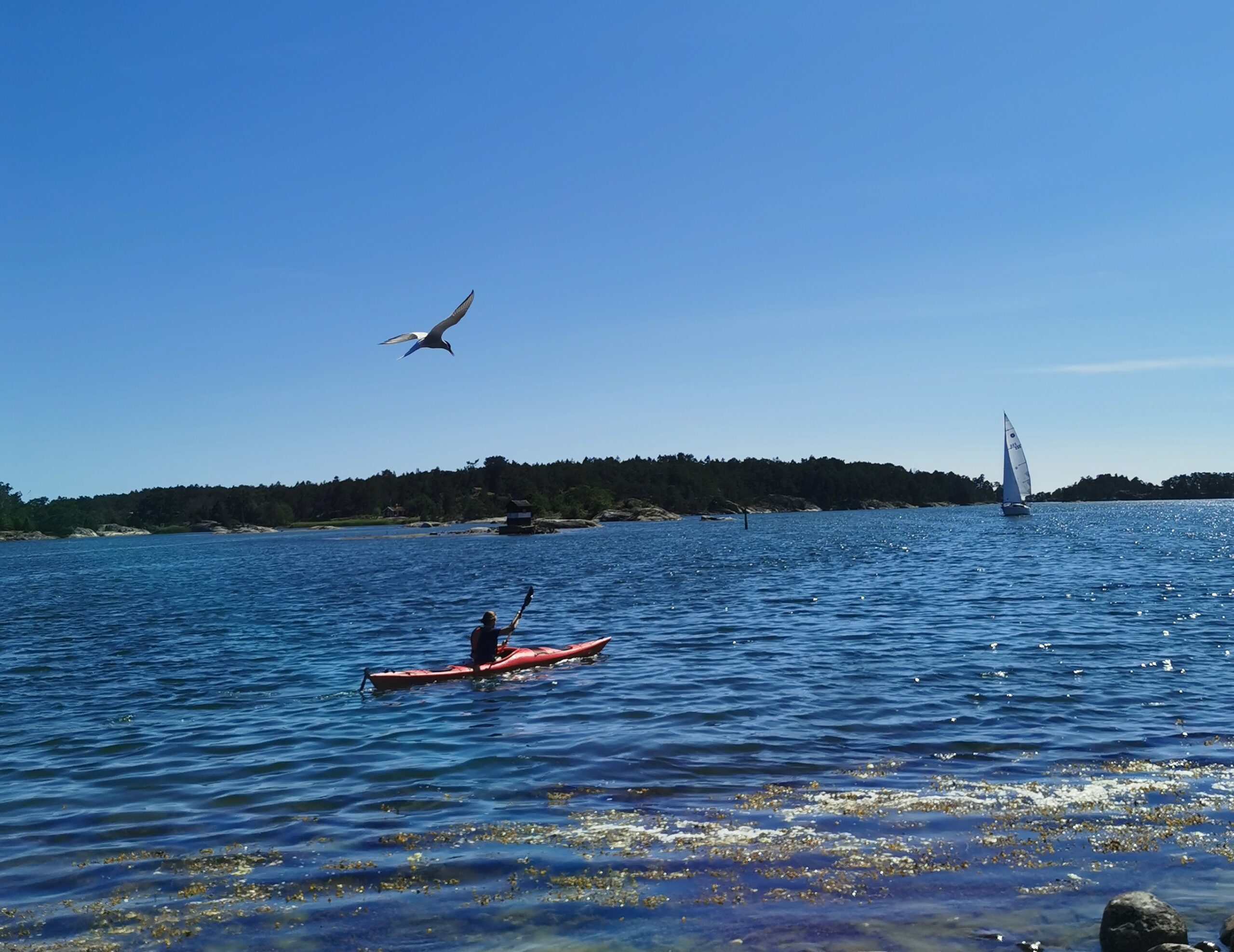 Kajak i vattnet, segelbåt och en fiskmås